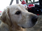 B�singhovener See Foto 10