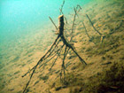 B�singhovener See Foto 5
