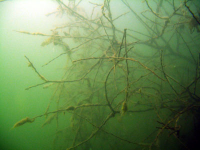 B�singhovener See Foto 9