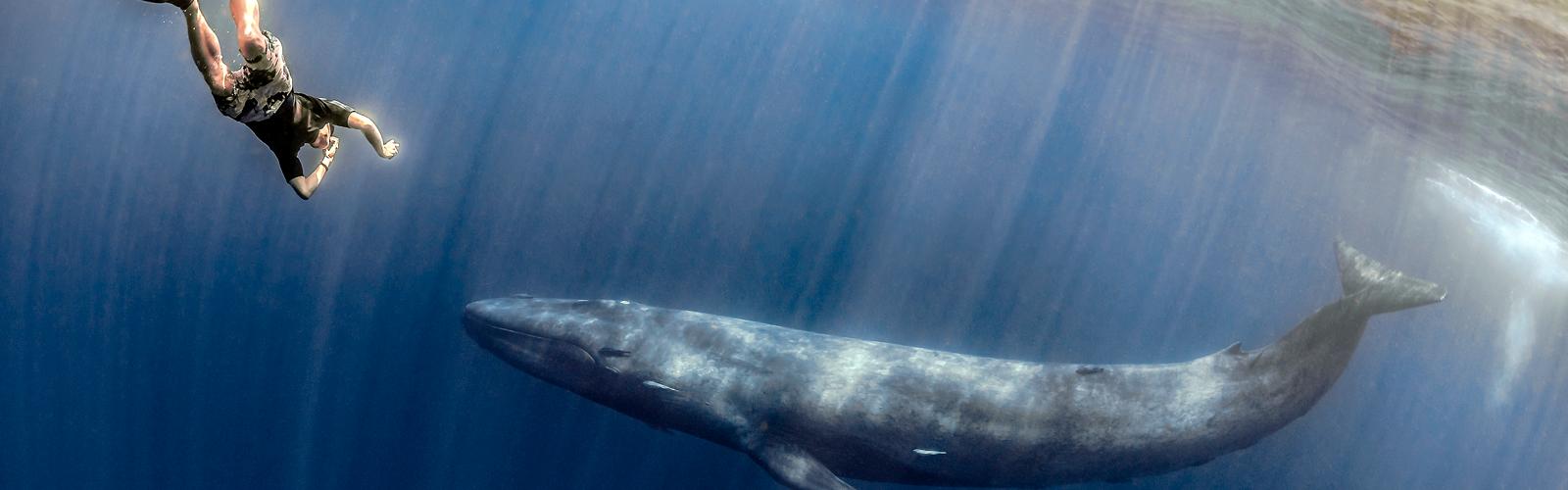 Blauwal mit Schnorchler