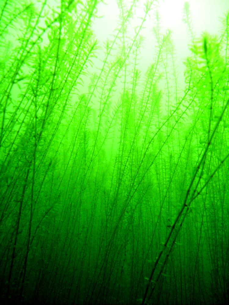 Großen Bösinghovener See - Grüne Wasserpest im Gegenlicht