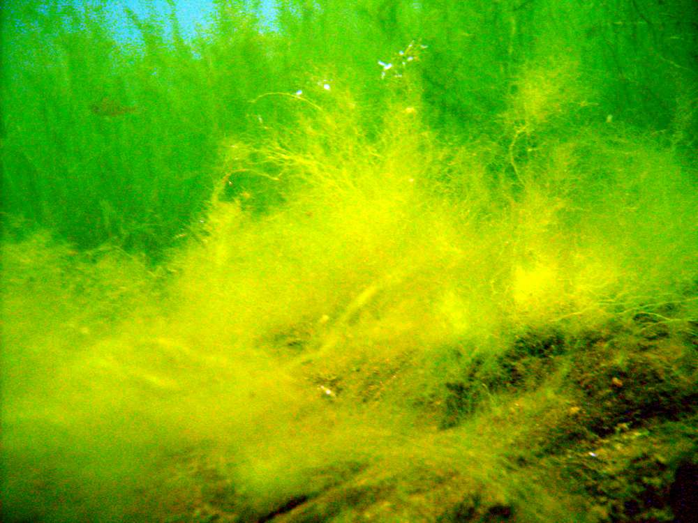 Großen Bösinghovener See - Grüngelber Algen-Nebeln am Seegrund