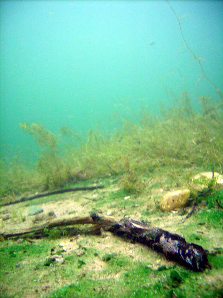 Großen Bösinghovener See - Alter Ast mit Moos auf Seegrund