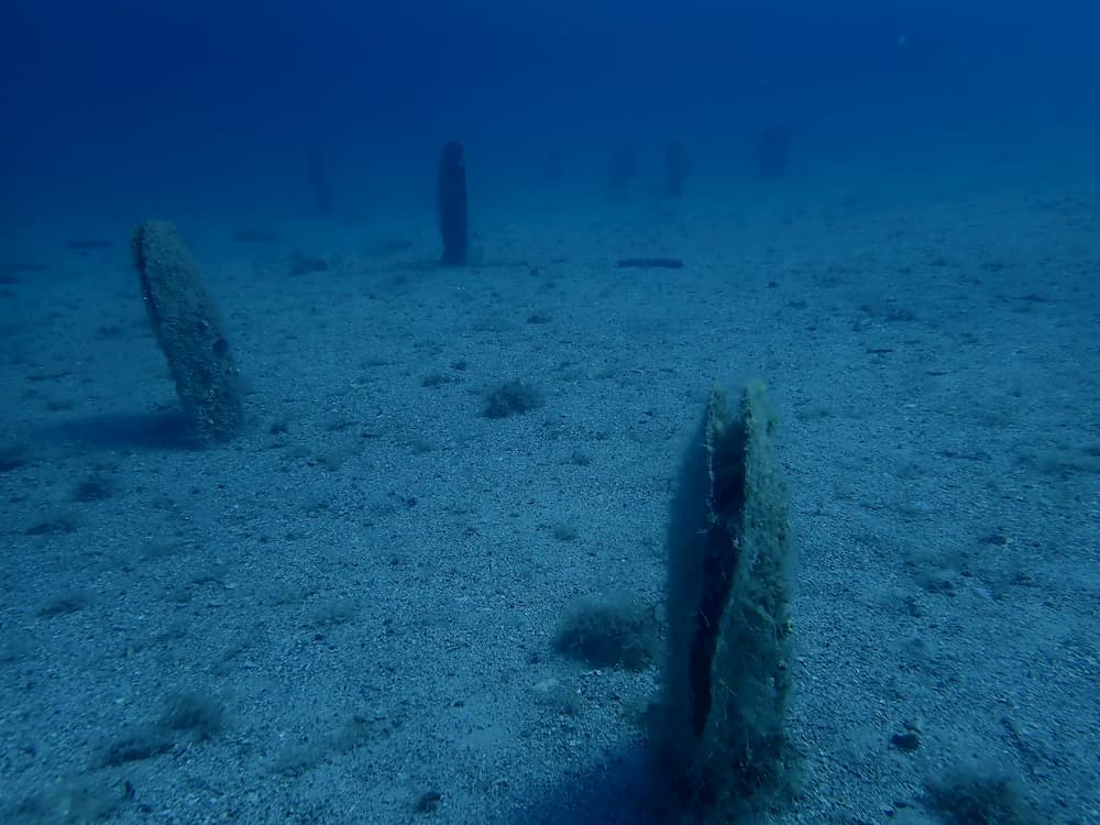 Insel Hvar - Stehende Riesenmuscheln am Meeresgrund