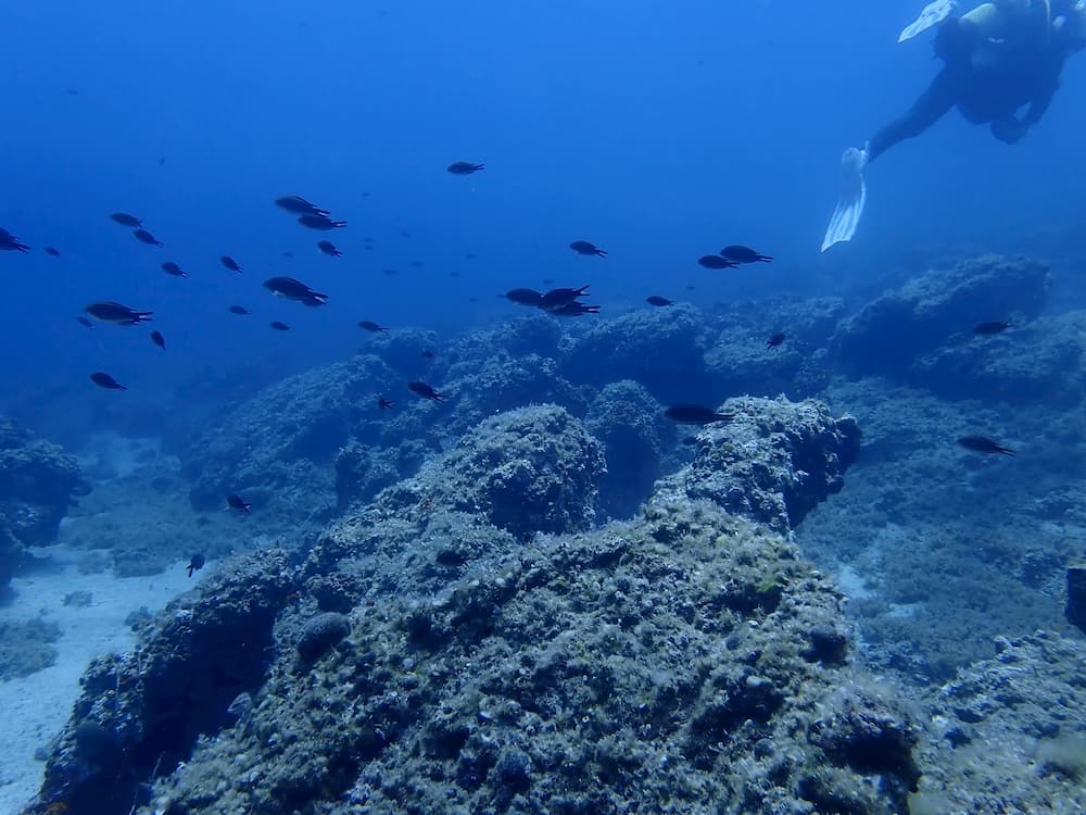 Insel Hvar - Fischschwarm im blauen Wasser